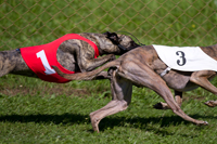 greyhoundi 200 133 greyhoundi 200 133